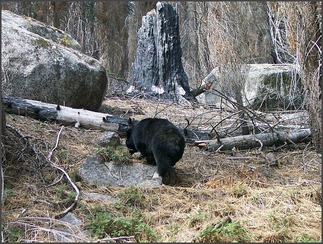 Kalifornien - Begegnung mit einem Schwarzbären
