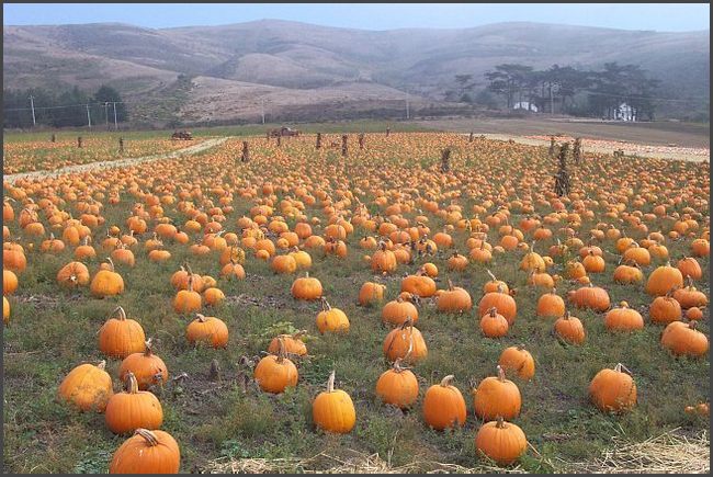 Kalifornien - Pumkins Farm