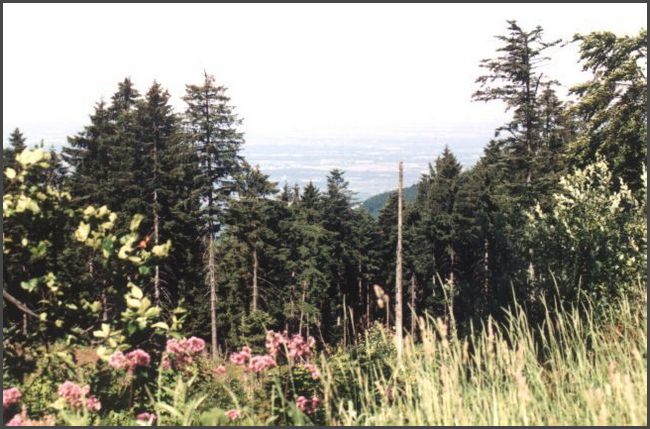 Schwarzwaldhochstraße