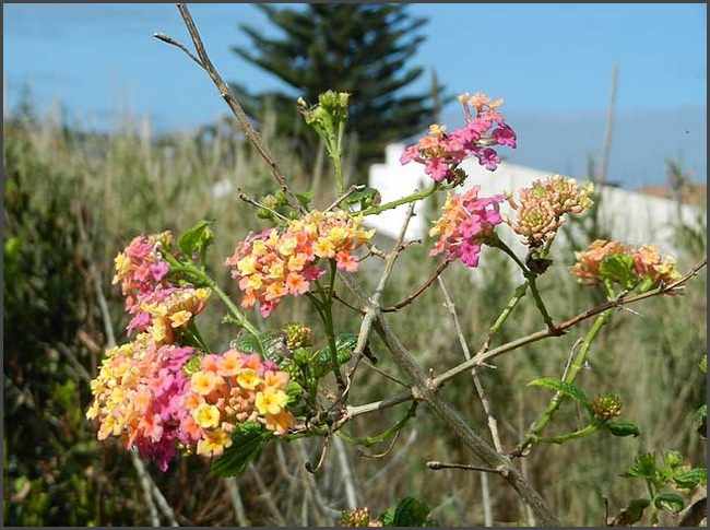 Azoren 2017 - Capelas