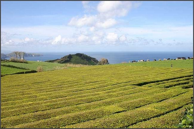 Azoren 2017 - Gorreana Teeplantage