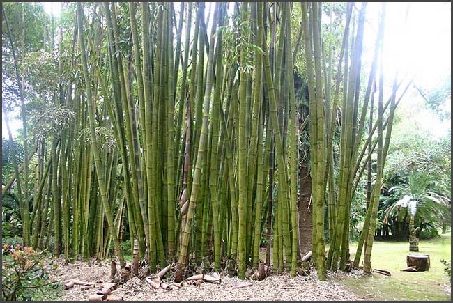 Azoren 2017 - Ponta Delgada