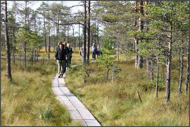 Estland - Lahemaa Hochmoor