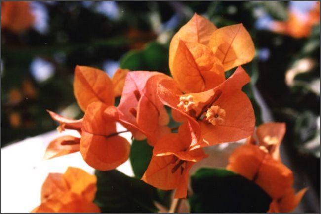 Gran Canaria