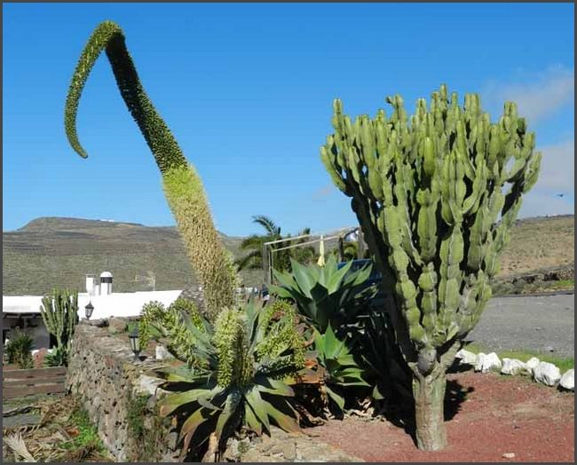 Lanzarote