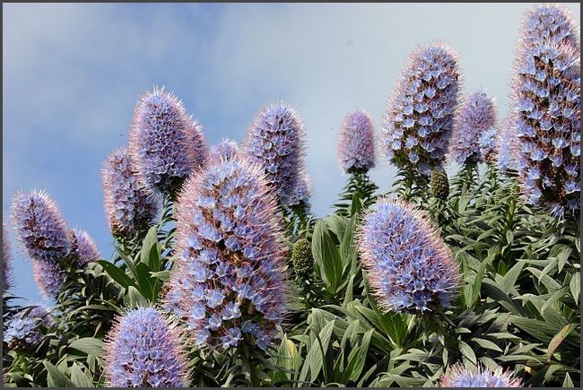 Madeira 2006 - Portugal