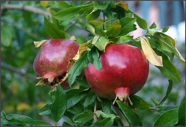 2019 Peloponnes - eigene Ernte Granat&auml;pfel