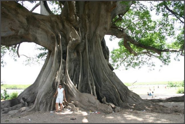Gambia 2007 - Beschneidungsbaum im Senegal