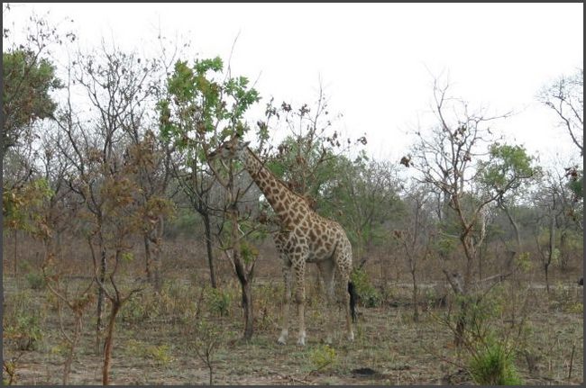 Gambia 2007 - Safaripark im Senegal