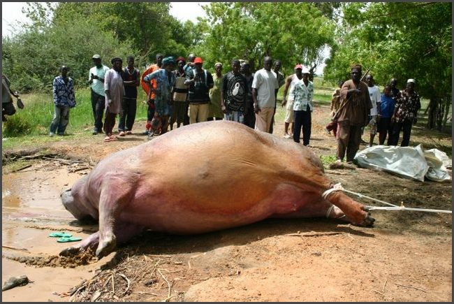 Gambia 2007 - von J&auml;gern erlegtes Flu&szlig;pferd wird geborgen