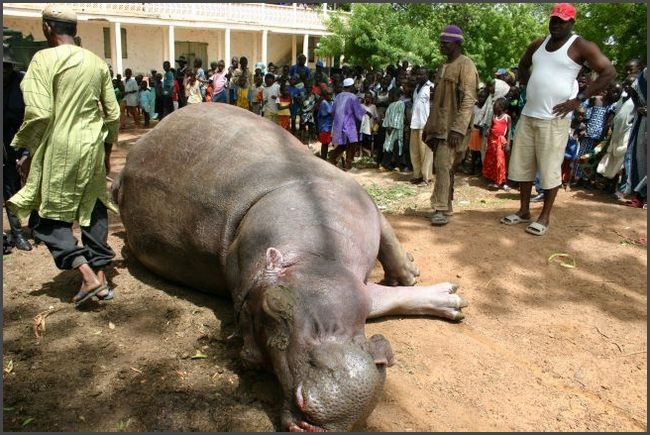 Gambia 2007 - erlegtes Flu&szlig;pferd