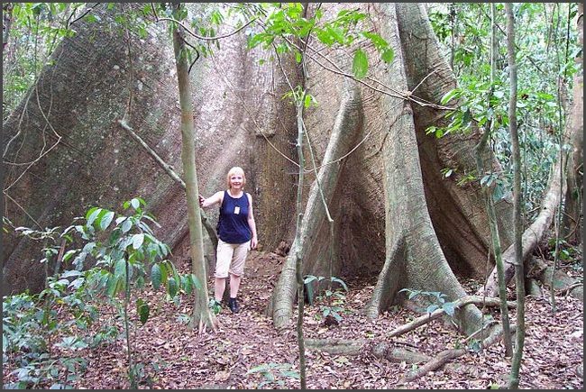 Riesenb&auml;ume im Kakum Nationalpark