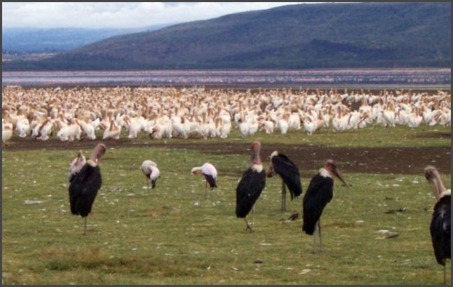Kenia - Nakuru See