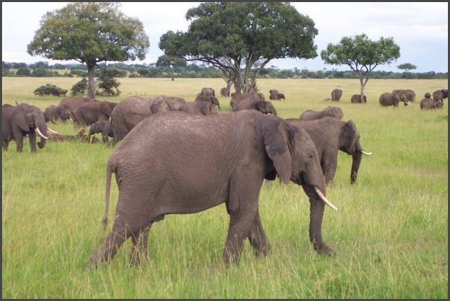 Kenia - Masai Mara