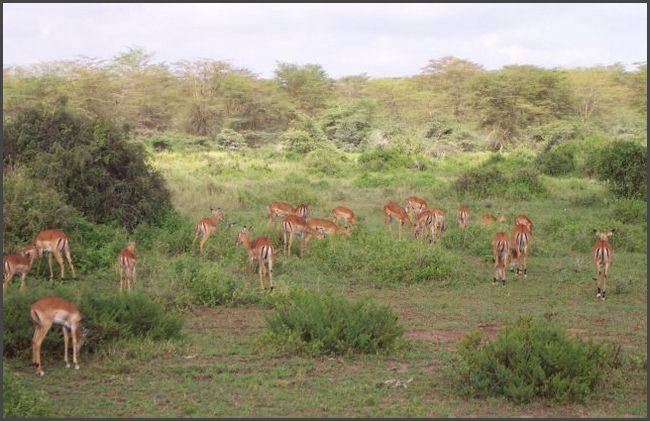 Kenia - Kimana