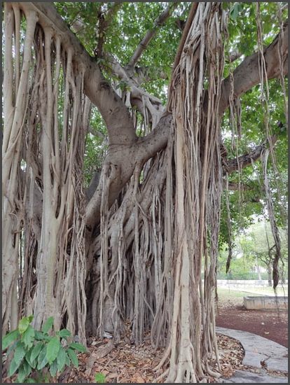 Havanna - alleine zu Fu&szlig;