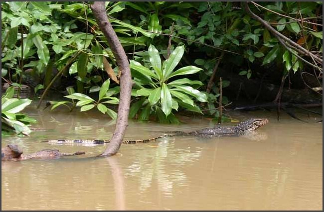 Sri Lanka 2009 - Waran