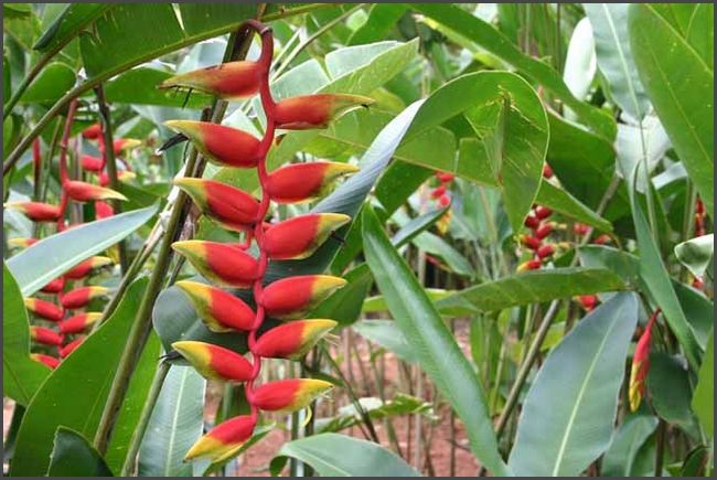 Sri Lanka 2009 - Botanischer Garten Kandy