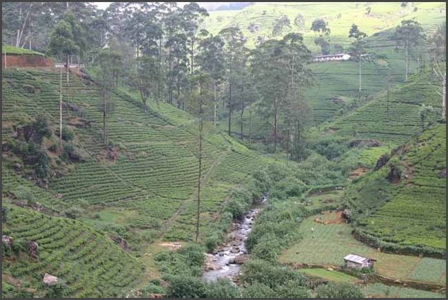 Sri Lanka 2009 - Teeplantagen im Hochland