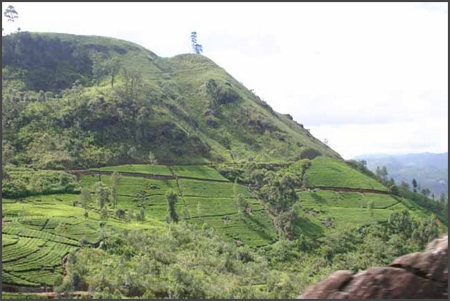 Sri Lanka 2009 - Teeplantagen bei Nuwara Eliya