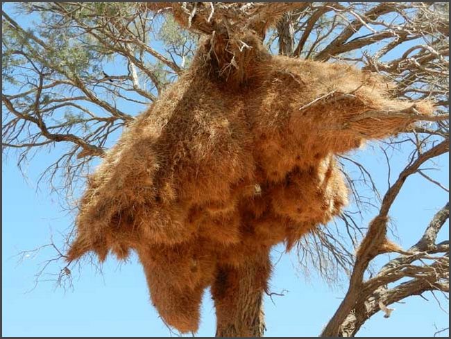 Namibia -  Vogelnest