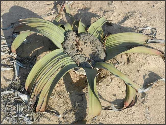 Namibia - Naukluft Park - Welwitschia