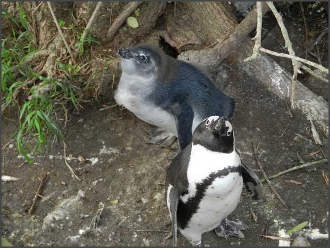 S&uuml;dafrika - Pinguin Kolonie