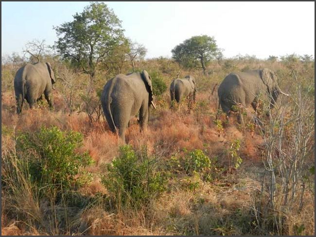 S&uuml;dafrika - Kr&uuml;ger Nationalpark