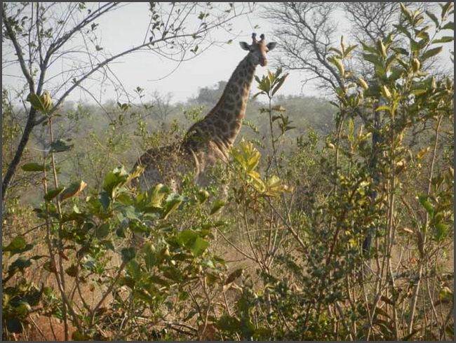 S&uuml;dafrika - Kr&uuml;ger Nationalpark