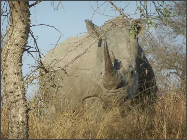 S&uuml;dafrika - Kr&uuml;ger Nationalpark