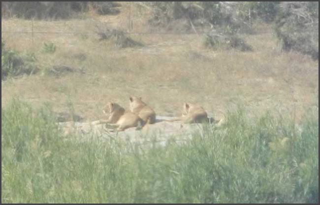 S&uuml;dafrika - Kr&uuml;ger Nationalpark