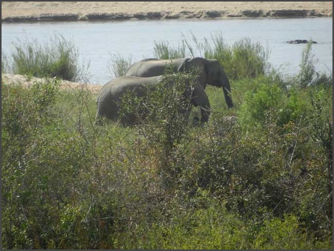 S&uuml;dafrika - Kr&uuml;ger Nationalpark