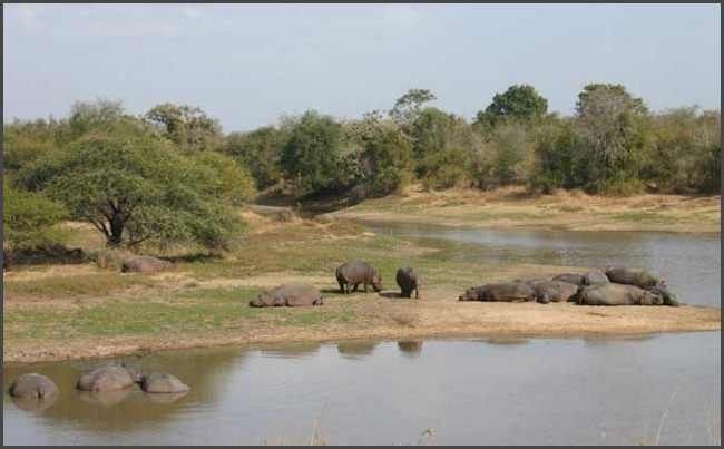 S&uuml;dafrika - Kr&uuml;ger Nationalpark
