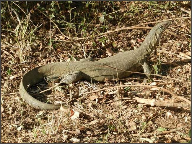 S&uuml;dafrika - Kr&uuml;ger Nationalpark