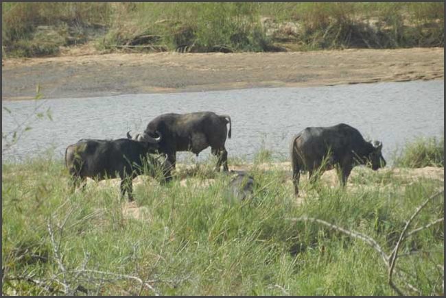 S&uuml;dafrika - Kr&uuml;ger Nationalpark