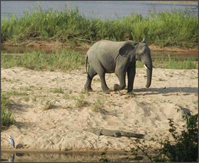 S&uuml;dafrika - Kr&uuml;ger Nationalpark