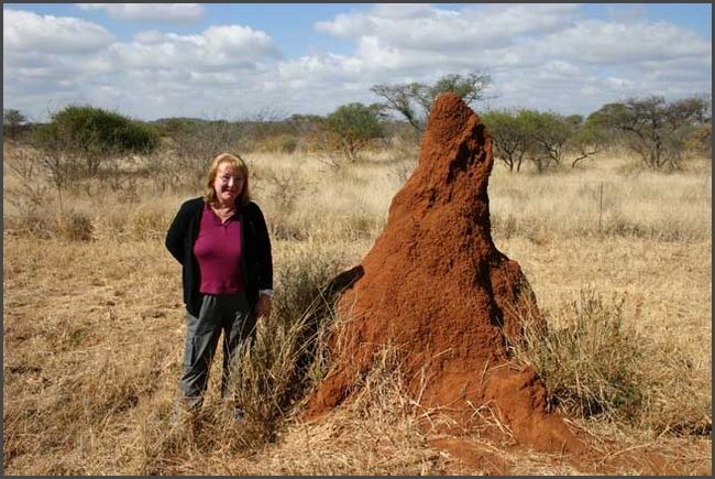 S&uuml;dafrika - Limpopo Region - Termitenh&uuml;gel