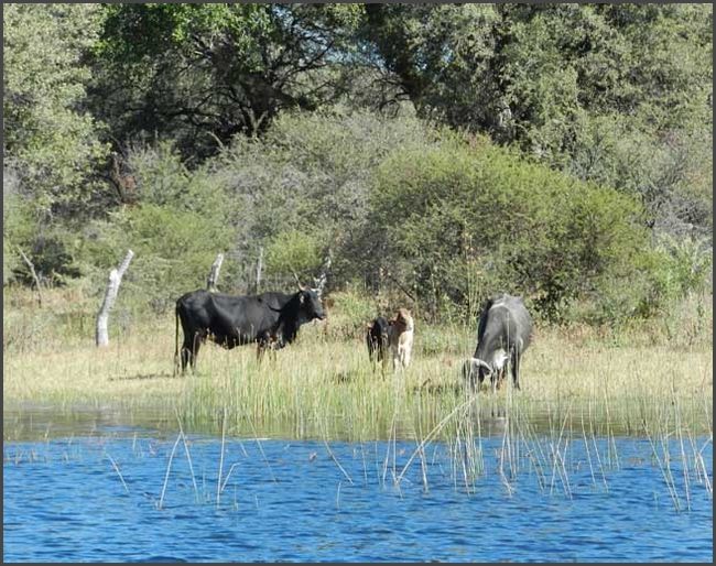 Botswana - Okawango Delta