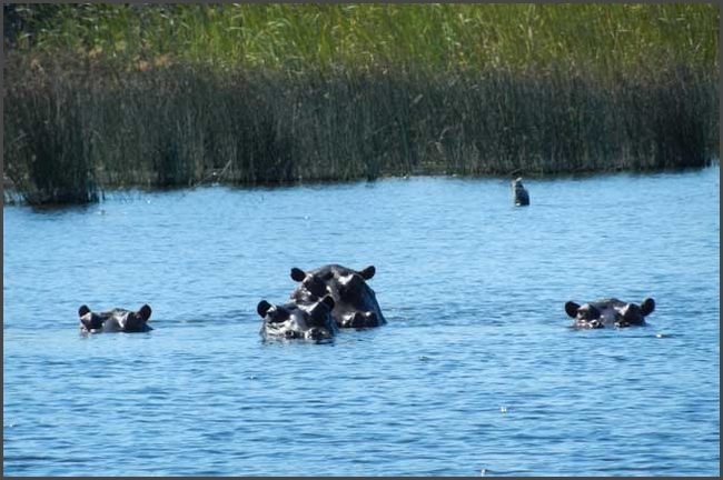 Botswana - Okawango Delta