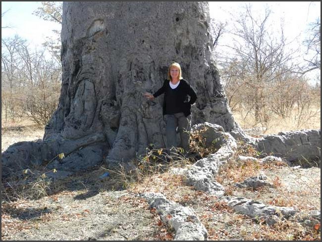 Botswana - Baobab Baum