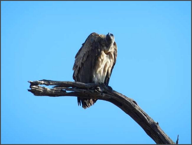 Botswana - Chobe Nationalpark