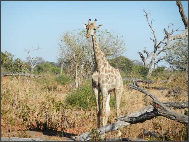 Botswana - Chobe Nationalpark