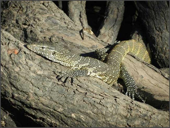 Botswana - Chobe Flu&szlig;fahrt