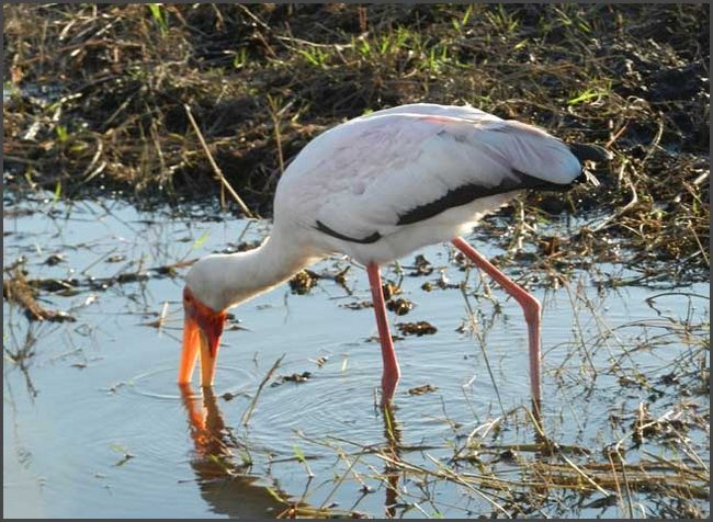 Botswana - Chobe Flu&szlig;fahrt