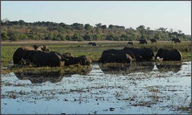 Botswana - Chobe Flu&szlig;fahrt