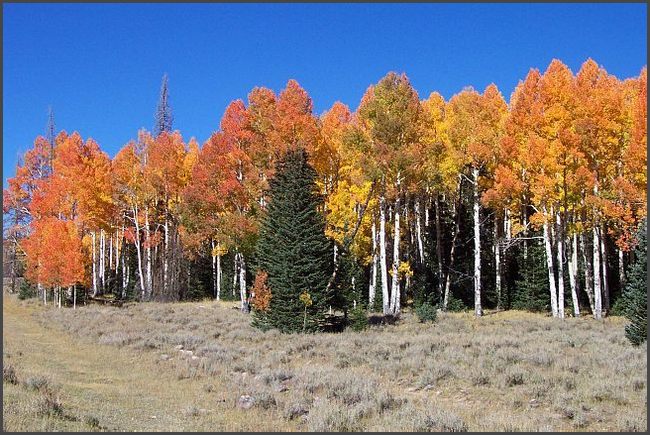 Utah - Dixie National Forest