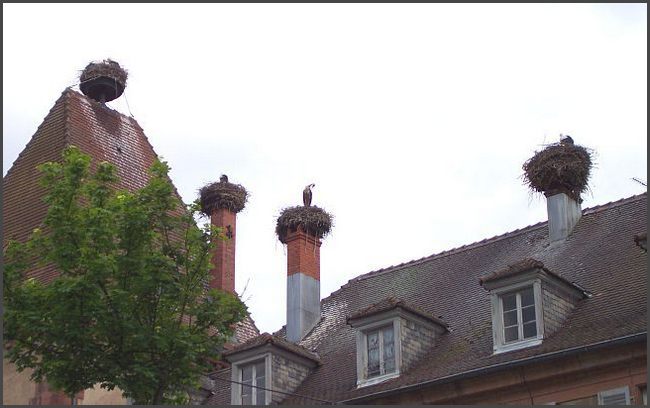Storchennester in Munster im Elsa&szlig;