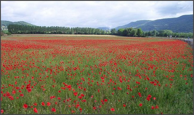 Mohnfelder in der Auvergne